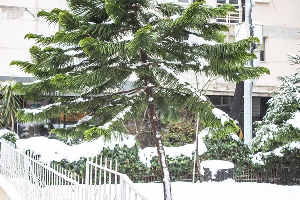 Outdoors Snow Isolate Background — Stock Photo, Image