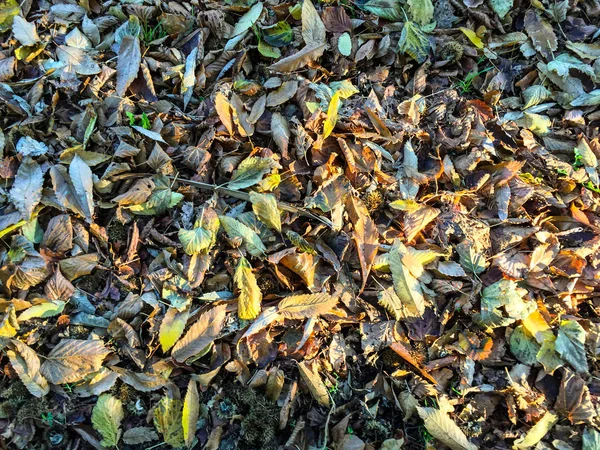 Leaf Bakgrund Enhet Isolerade — Stockfoto
