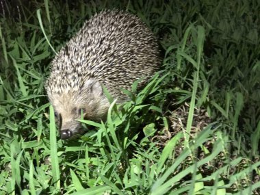 Kirpi arka planda çim izole