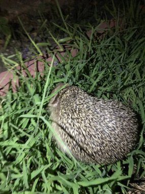 Kirpi arka planda çim izole