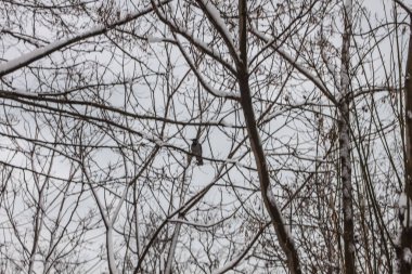 arka plan açık havada kar izole