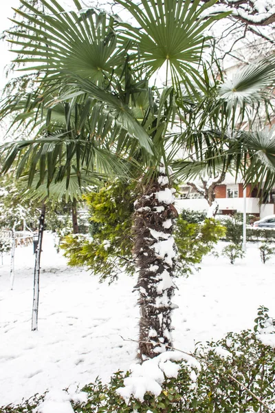 Outdoors Snow Isolate Background — Stock Photo, Image
