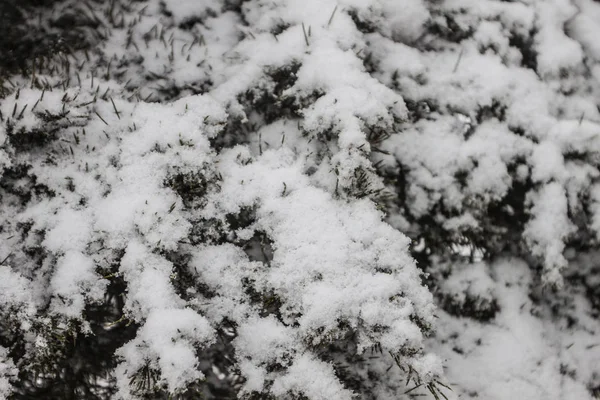 Freien Schnee Isolieren Hintergrund — Stockfoto