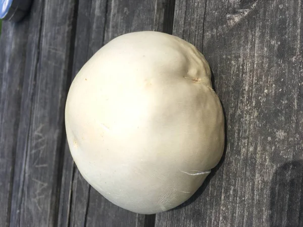 Close Mushroom Isolate Background — Stock Photo, Image