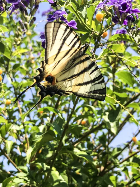 Blomma Fjäril Isolera Bakgrund — Stockfoto