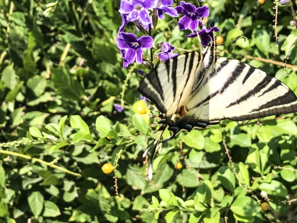 蝴蝶隔离背景上的花 — 图库照片