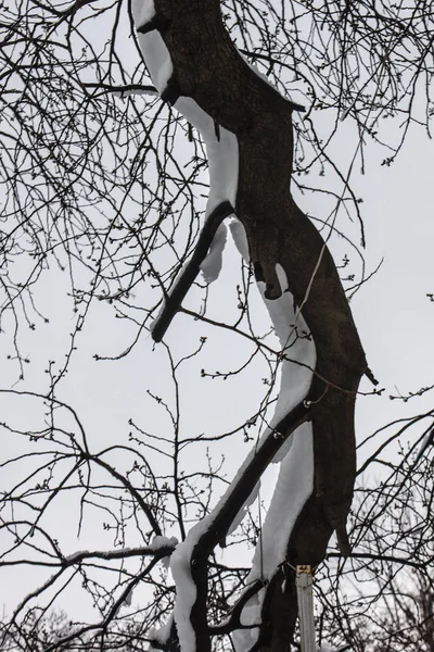 Freien Schnee Isolieren Hintergrund — Stockfoto