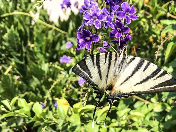 Fiore Farfalla Isolare Sfondo — Foto Stock