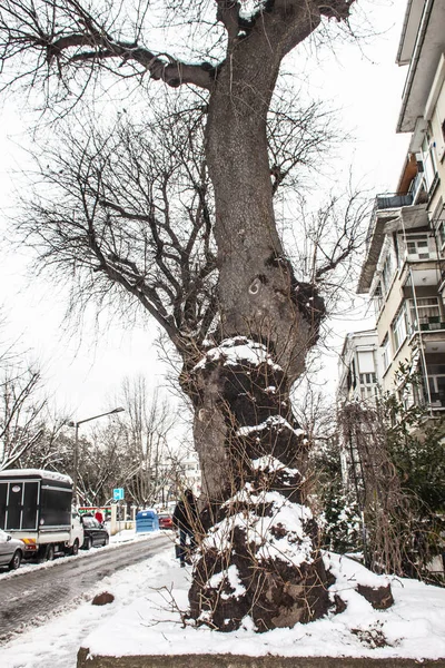 Aire Libre Nieve Aislar Fondo —  Fotos de Stock