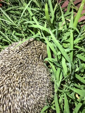 Kirpi arka planda çim izole