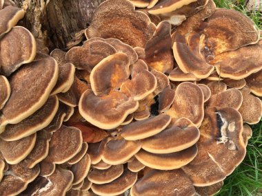 mantar ayrı tut moduyla arka planını yakın çekim