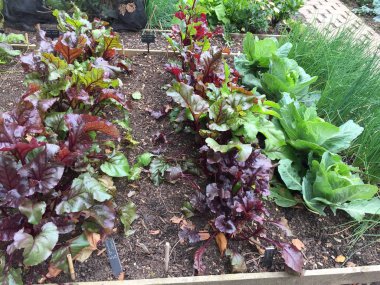 toprak ayrı tut moduyla arka planda ekili lahana