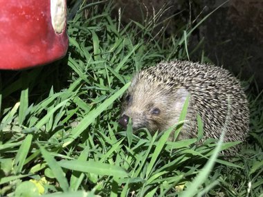Kirpi arka planda çim izole