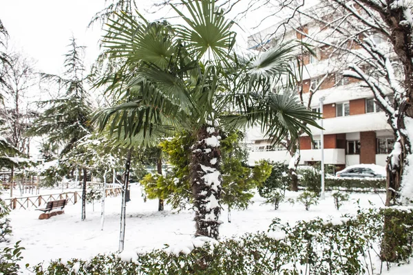 Outdoors Snow Isolate Background — Stock Photo, Image