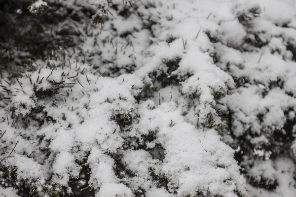 Открытом Воздухе Изолировать Фон Снега — стоковое фото