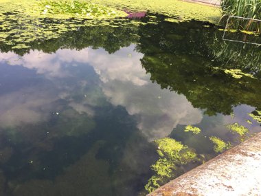 süs havuzu ve su yosun arka plan izole