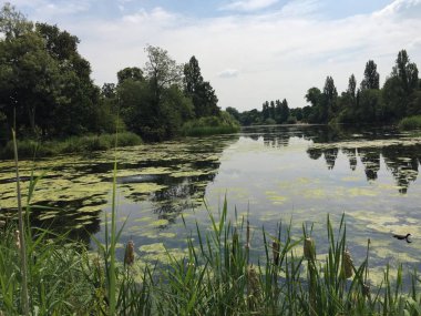 süs havuzu ve su yosun arka plan izole