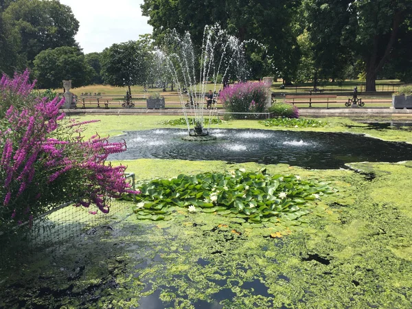 süs havuzu ve su yosun arka plan izole