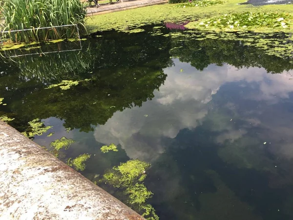 Piscina Ornamentale Alghe Isolano Sfondo — Foto Stock