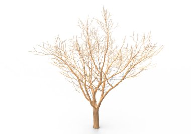 yeşil yapraklı ağaç izole arka plan