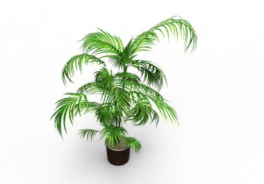 yeşil yapraklı ağaç izole arka plan