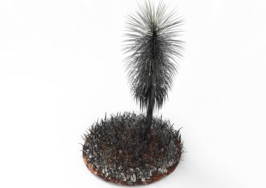 yeşil yapraklı ağaç izole arka plan