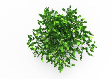 yeşil yapraklı ağaç izole arka plan