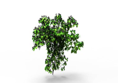 yeşil yapraklı ağaç izole arka plan