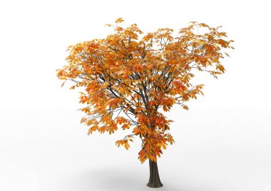 yeşil yapraklı ağaç izole arka plan