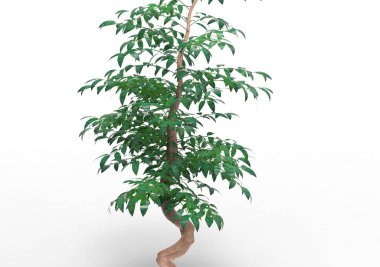 yeşil yapraklı ağaç izole arka plan