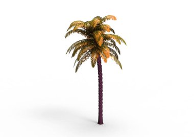 yeşil yapraklı ağaç izole arka plan