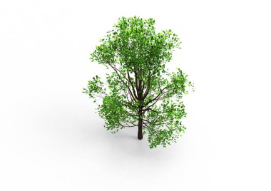 yeşil yapraklı ağaç izole arka plan