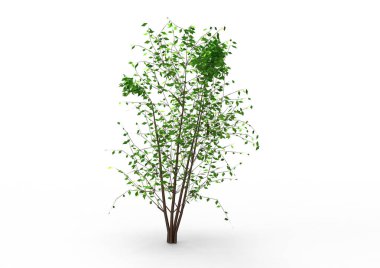 yeşil yapraklı ağaç izole arka plan