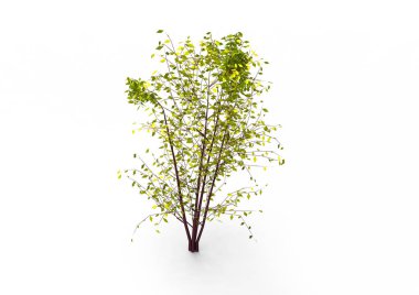 yeşil yapraklı ağaç izole arka plan