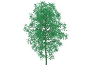 yeşil yapraklı ağaç izole arka plan