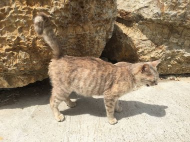 arka plan olarak rock yüzey dokusu