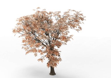 yeşil yapraklı ağaç izole arka plan