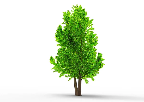 Verde Árbol Frondoso Aislar Fondo — Foto de Stock