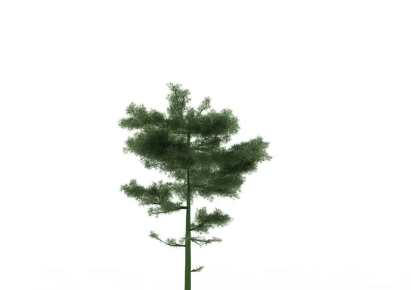 Albero Verde Foglia Isolare Sfondo — Foto Stock