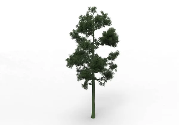 Zelená Listová Strom Izoluje Pozadí — Stock fotografie