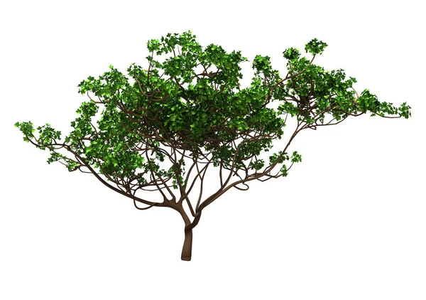 Зеленые Листья Дерева Изолировать Фон — стоковое фото