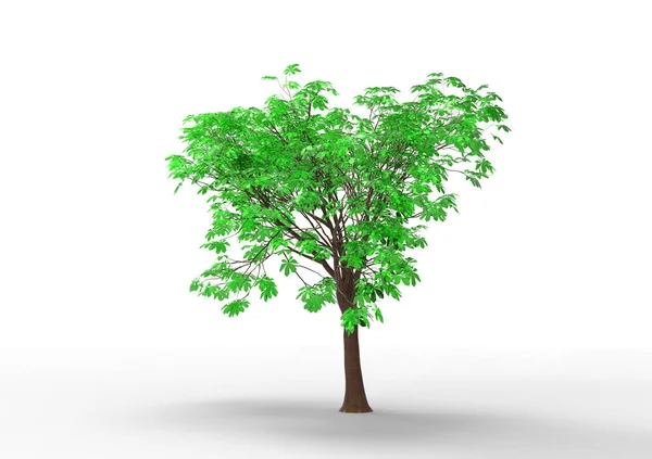 Green Leafy Tree Isolate Background — Stock Photo, Image