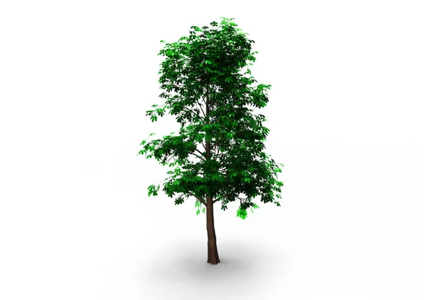 Verde Árbol Frondoso Aislar Fondo — Foto de Stock