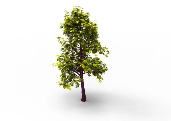 Green Leafy Tree Isolate Background — Stock Photo, Image