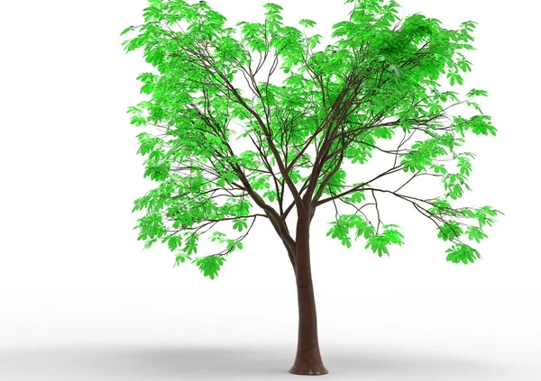 Зелене Листяне Дерево Ізольований Фон — стокове фото