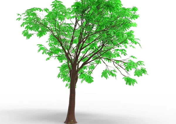 Verde Árbol Frondoso Aislar Fondo — Foto de Stock