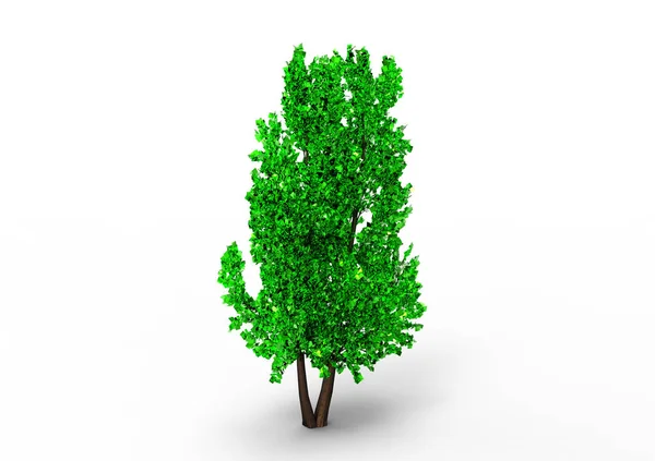 Verde Árbol Frondoso Aislar Fondo — Foto de Stock