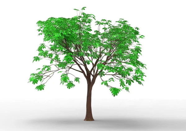 Απομονώσετε Φόντο Πράσινο Φυλλώδη Δέντρο — Φωτογραφία Αρχείου