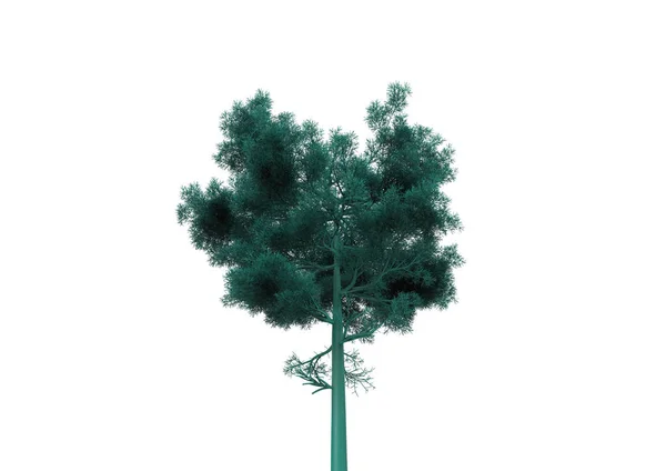 Albero Verde Foglia Isolare Sfondo — Foto Stock