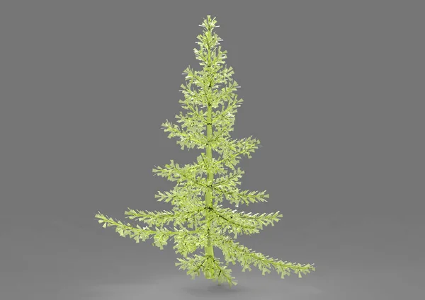 Albero Verde Foglia Isolare Sfondo — Foto Stock